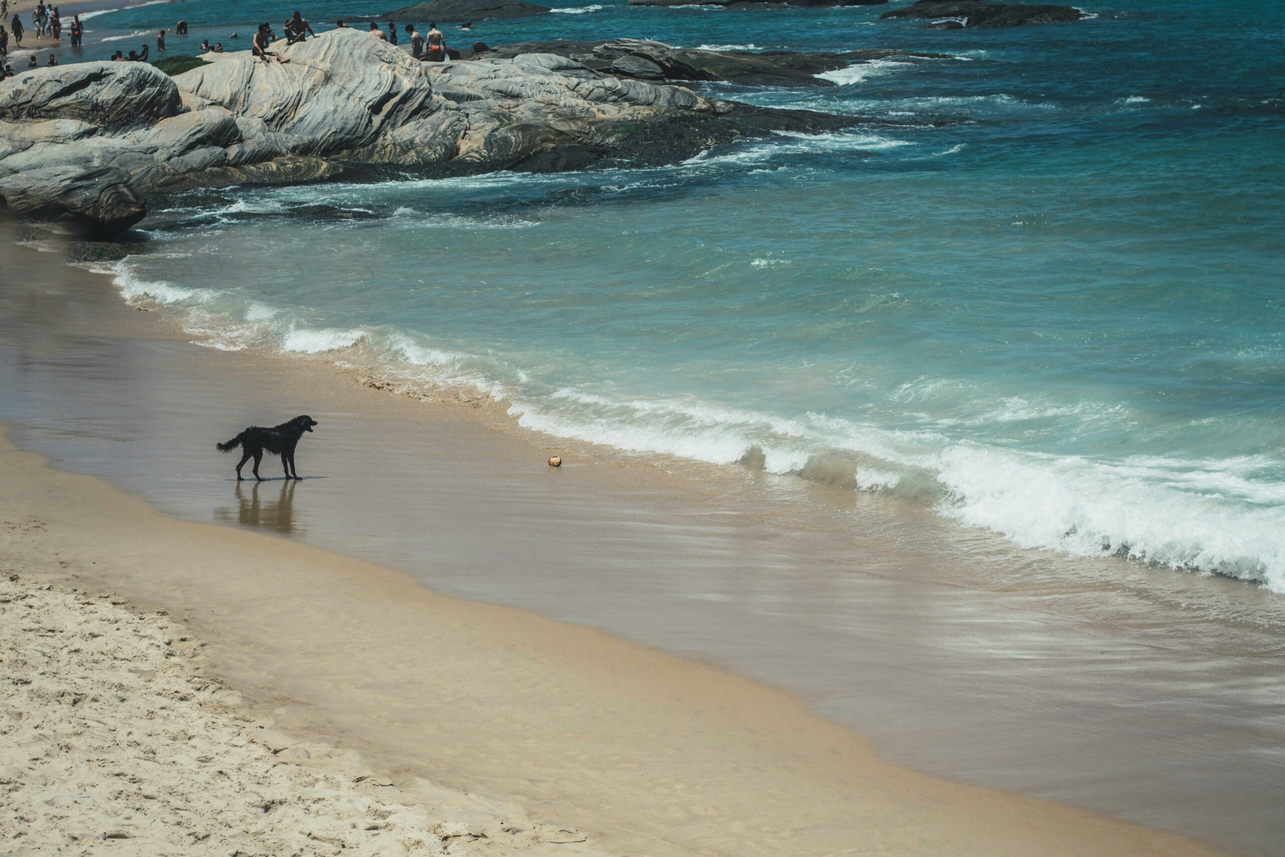 Mehr über den Artikel erfahren Die richtige Futterstrategie für einen gesunden Hundeurlaub
