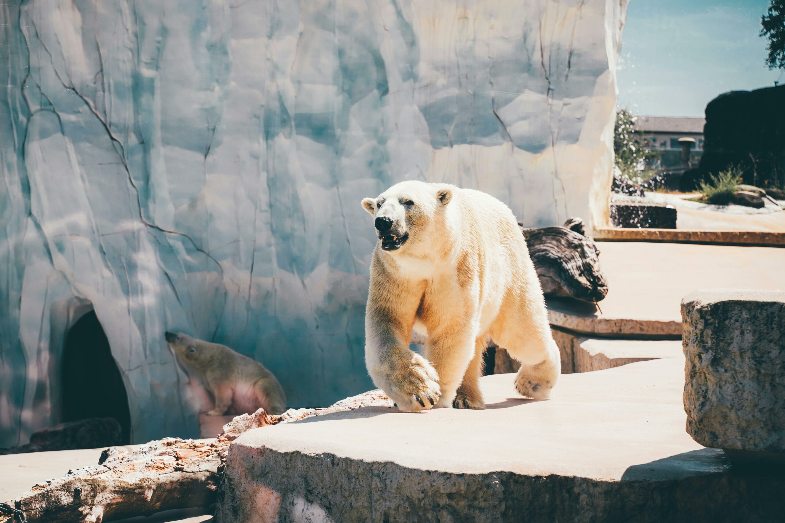 Foto Der Eisbären Während Des Tages