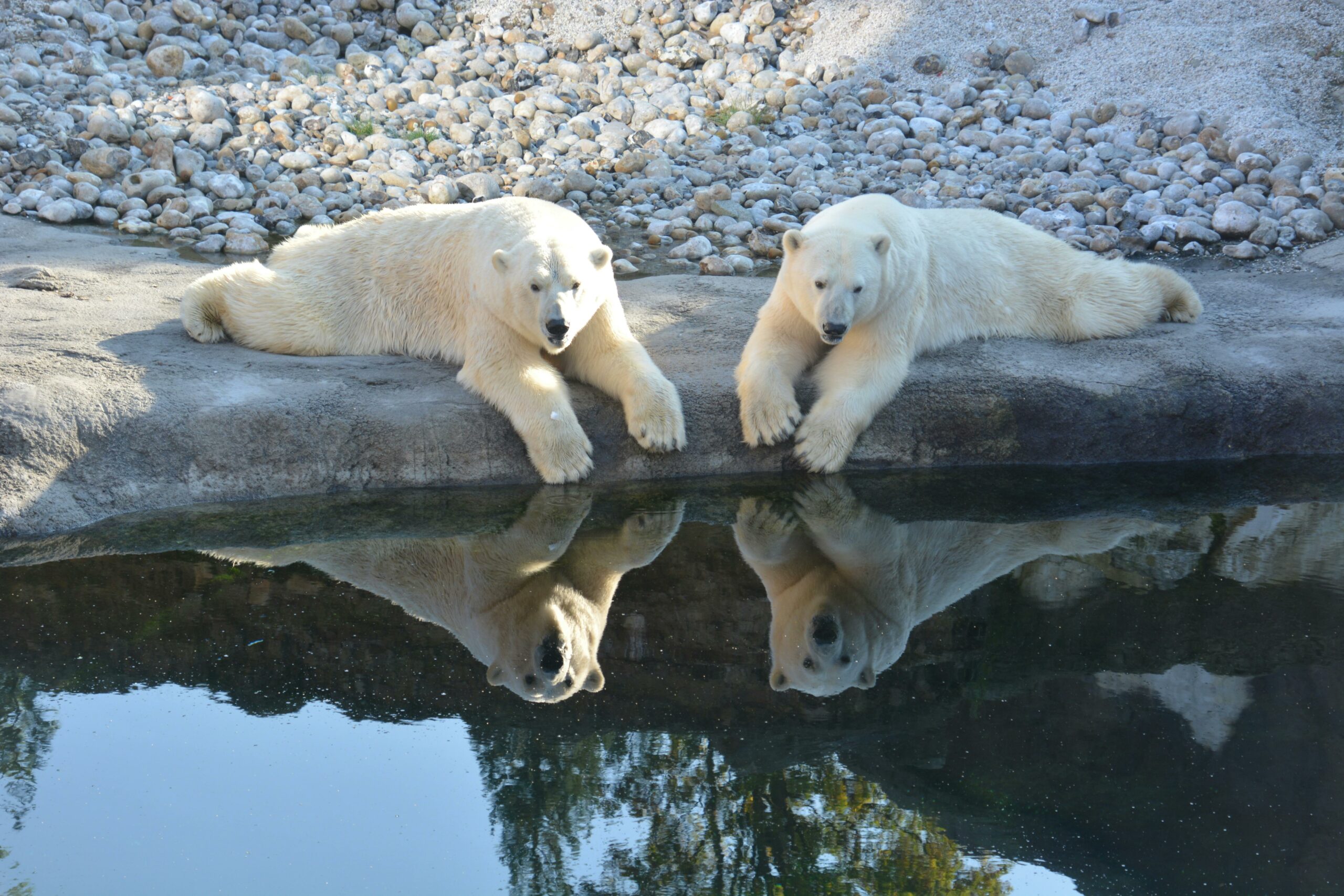 Kostenloses Stock Foto zu arktis, bären, biodiversität