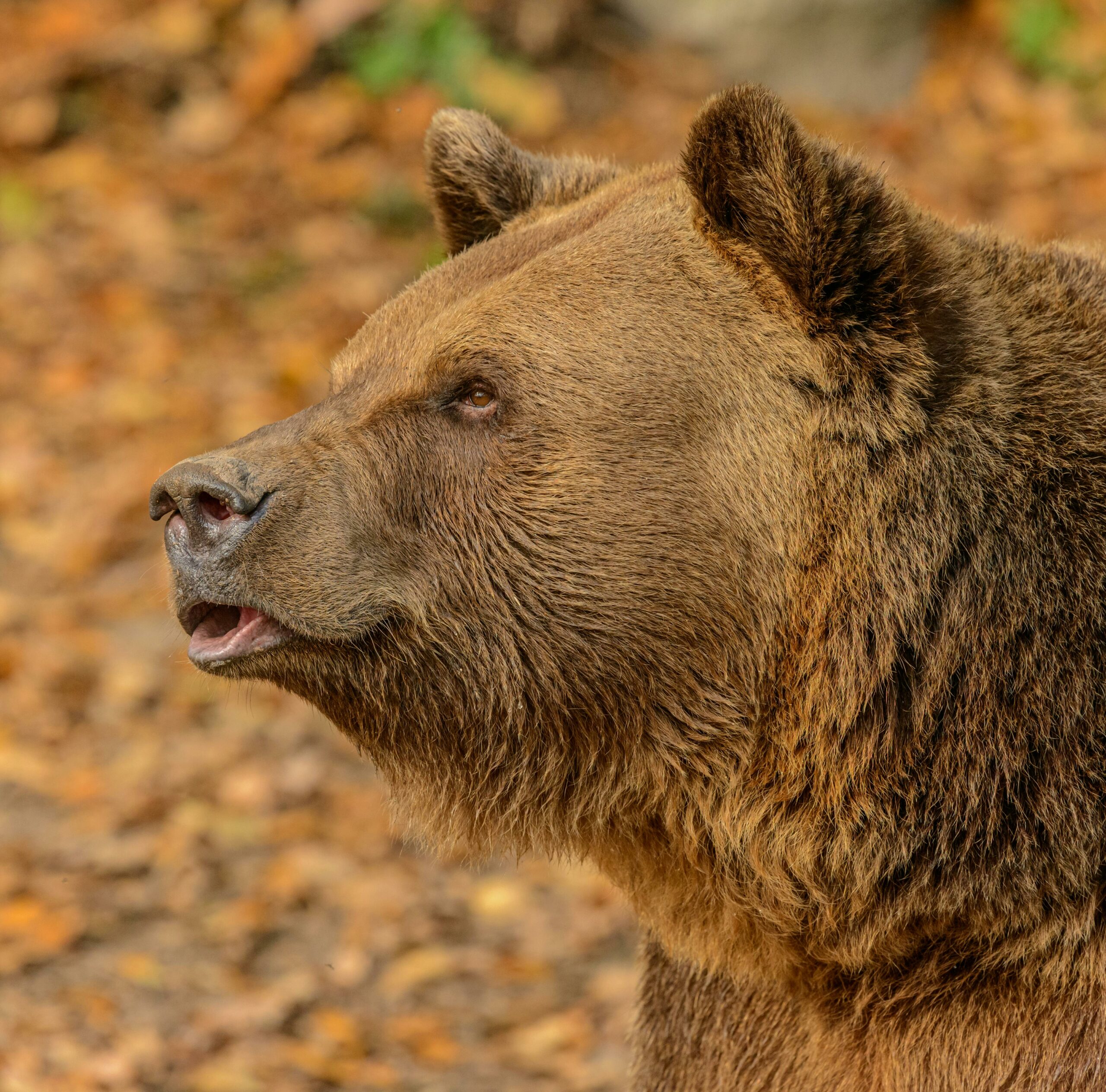 Mehr über den Artikel erfahren Barfen für Hunde: Vorteile und Auswahl von Wildfleisch