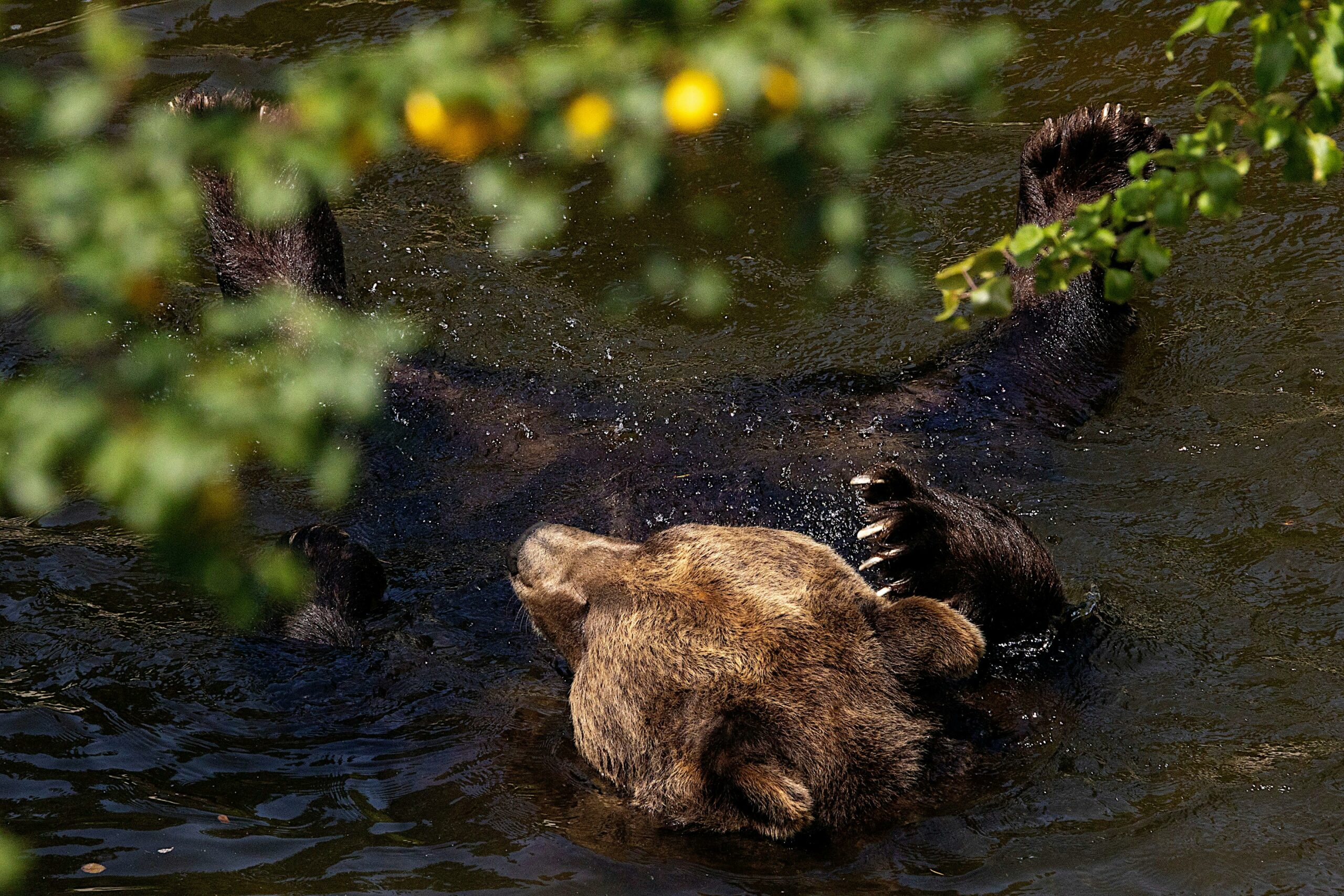 Kostenloses Stock Foto zu artenschutz, äste, badebär