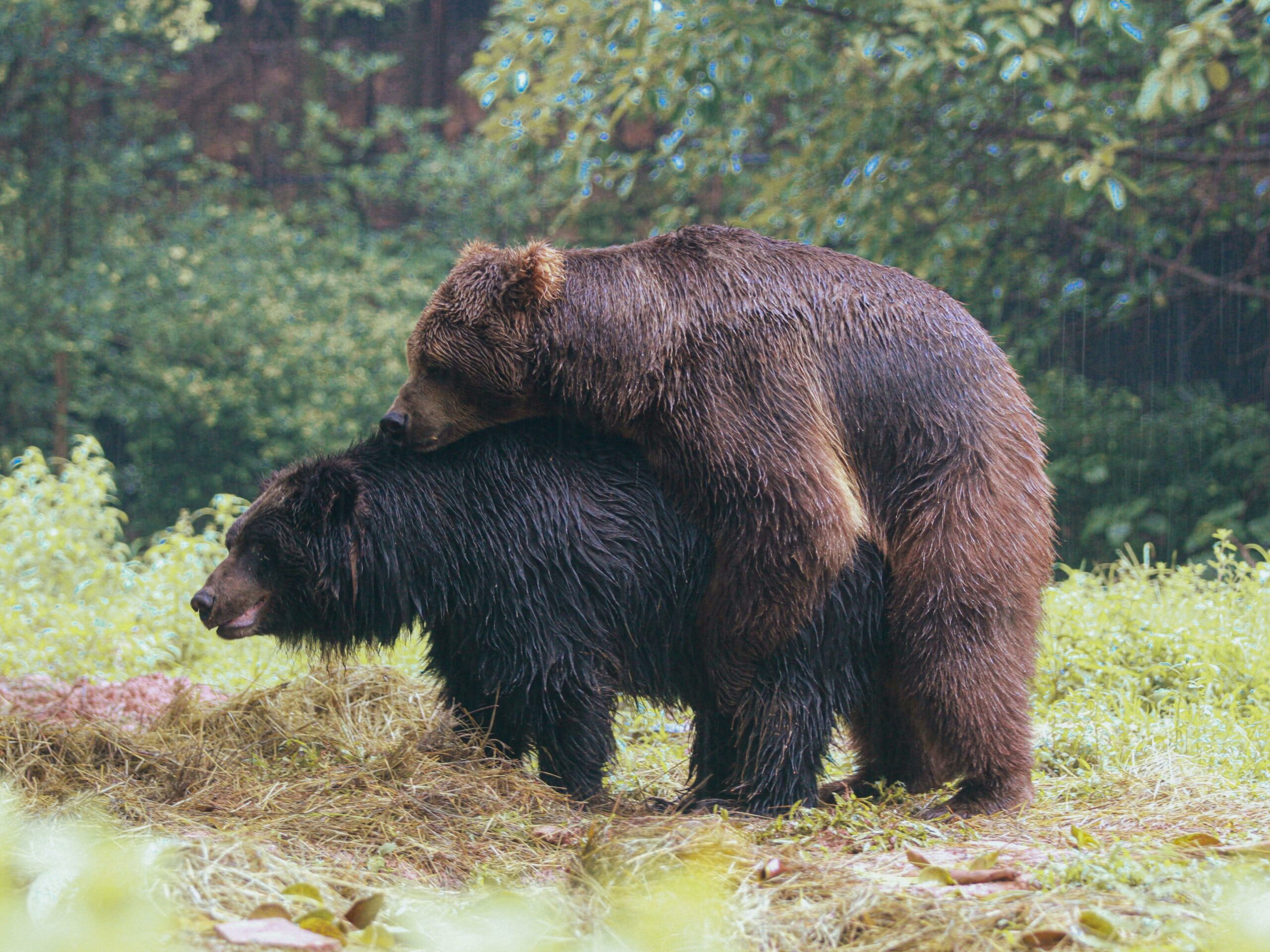 Kostenloses Stock Foto zu artenschutz, bär, bären