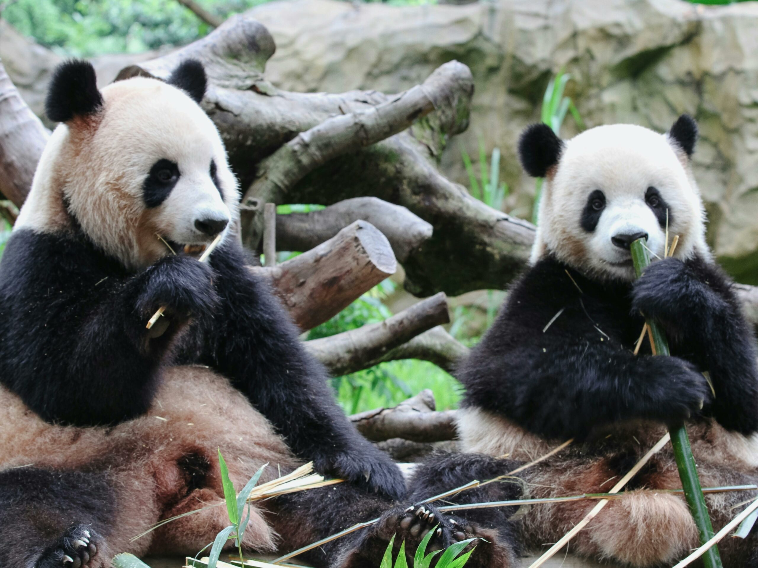 Kostenloses Stock Foto zu ailuropoda melanoleuca, asien, bambus