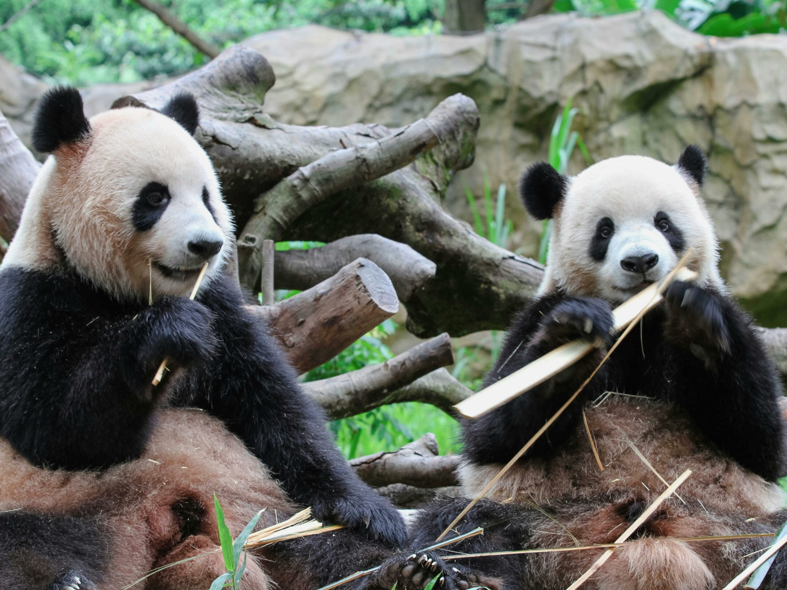Kostenloses Stock Foto zu ailuropoda melanoleuca, asien, äste