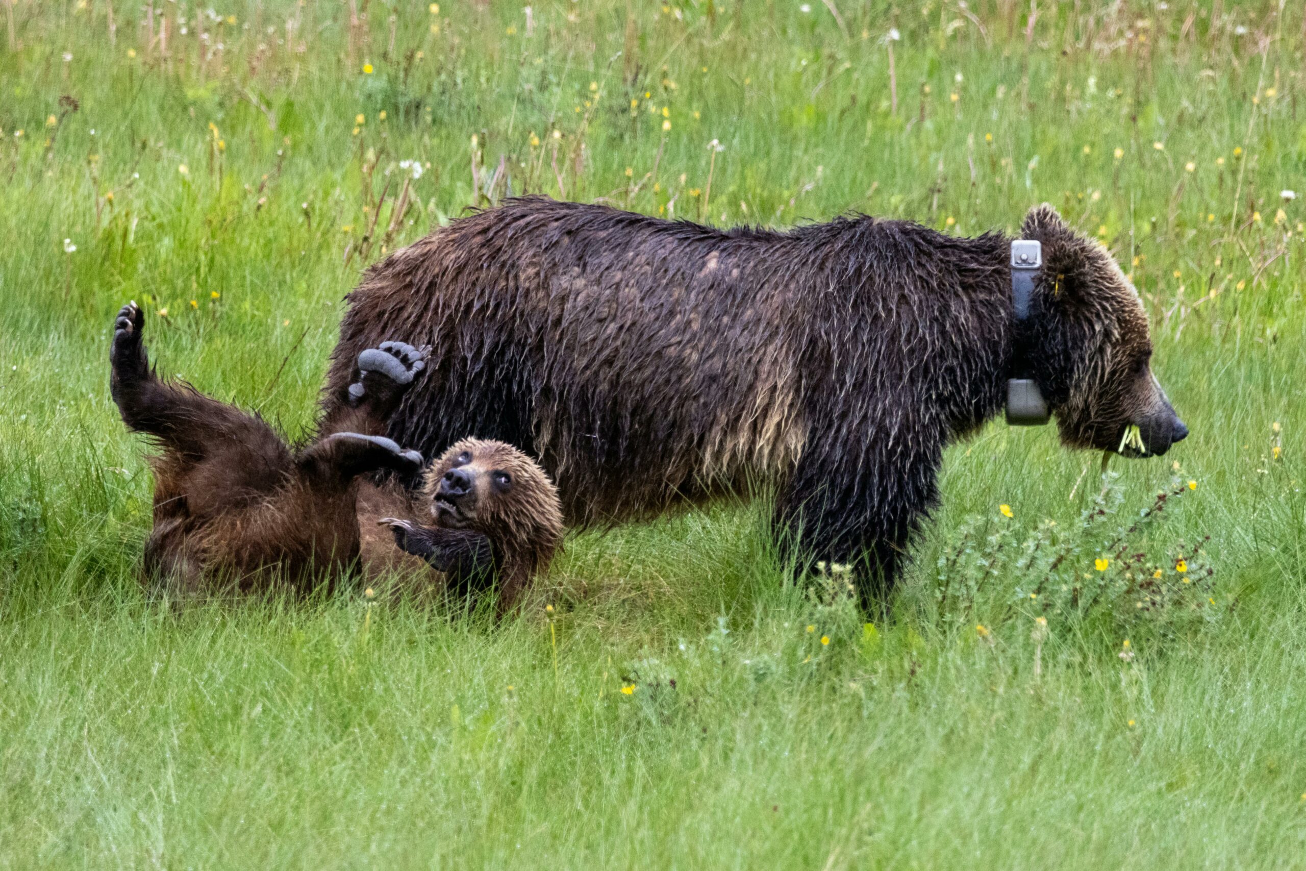 Kostenloses Stock Foto zu alberta, banff-nationalpark, bären