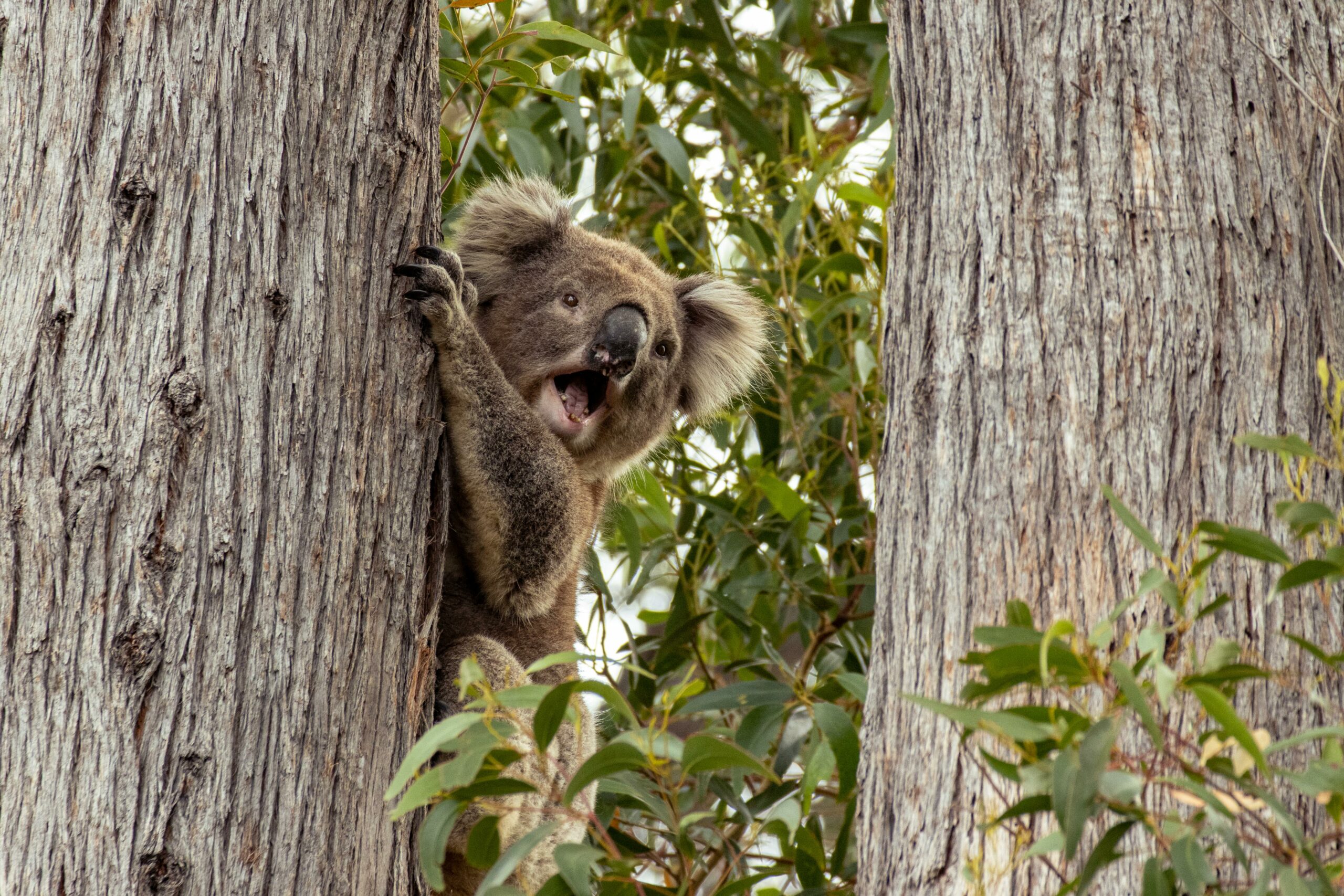 Kostenloses Stock Foto zu Ã¤ste, australian wildlife, australien