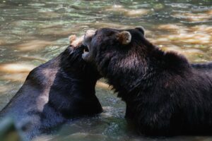Mehr über den Artikel erfahren Barf für Tiere: Gesundheit aus der Natur