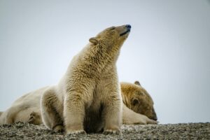 Mehr über den Artikel erfahren Die Vorteile von Barfen: Gesunde Ernährung für Haustiere