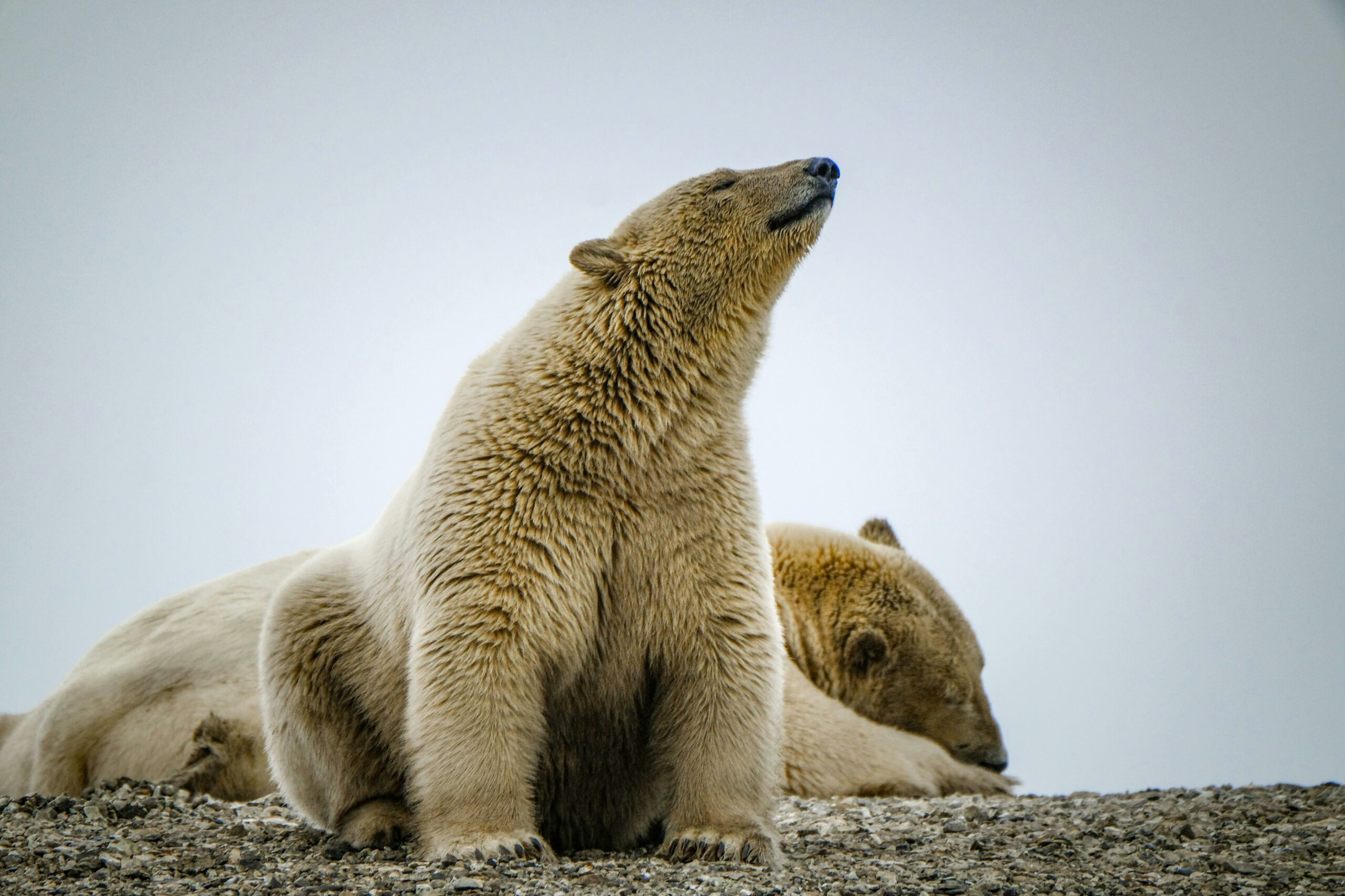 Kostenloses Stock Foto zu arktis, arktische säugetiere, arktische tierwelt