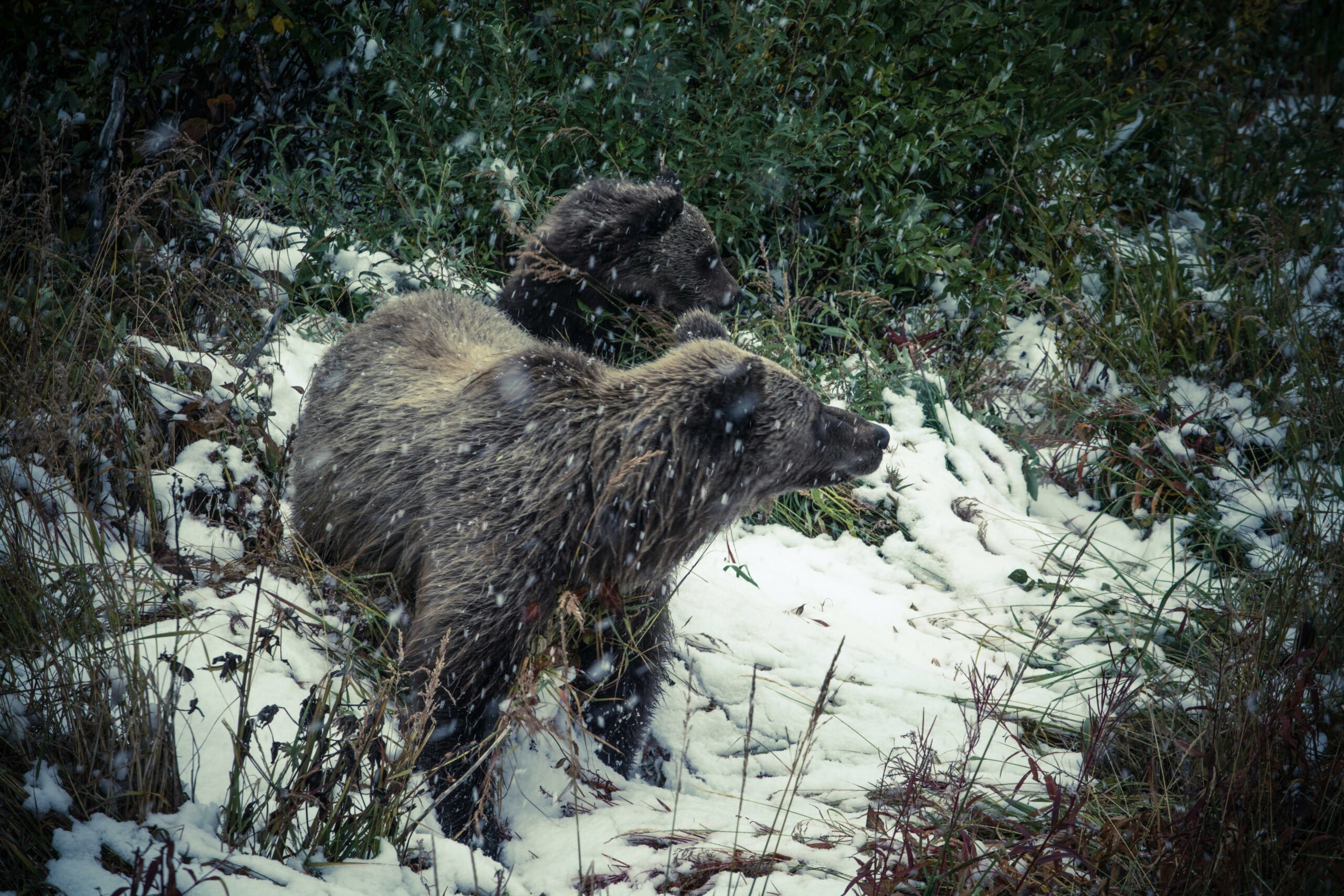 Kostenloses Stock Foto zu abgelegene wildnis, alaska, artenschutz