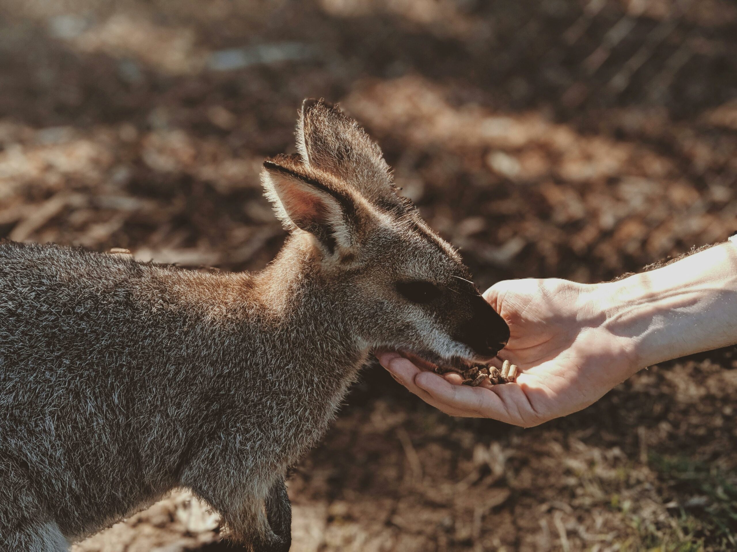 Foto Von Grauem Wallaby