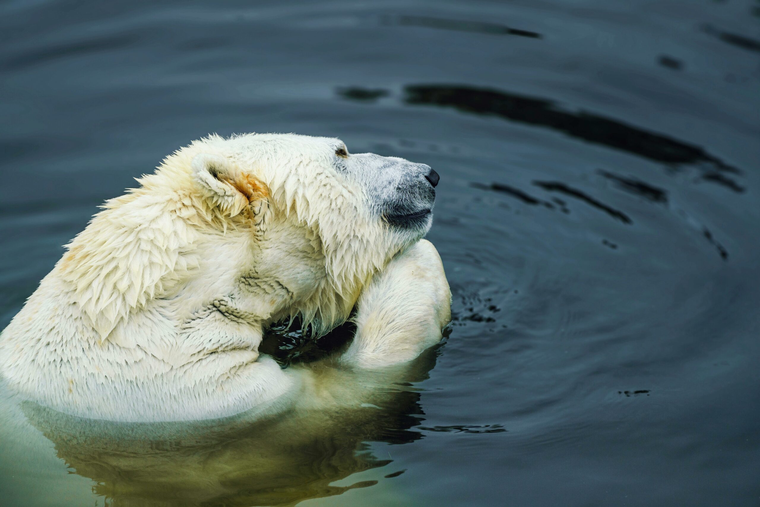 Kostenloses Stock Foto zu eisbär, meer, natur