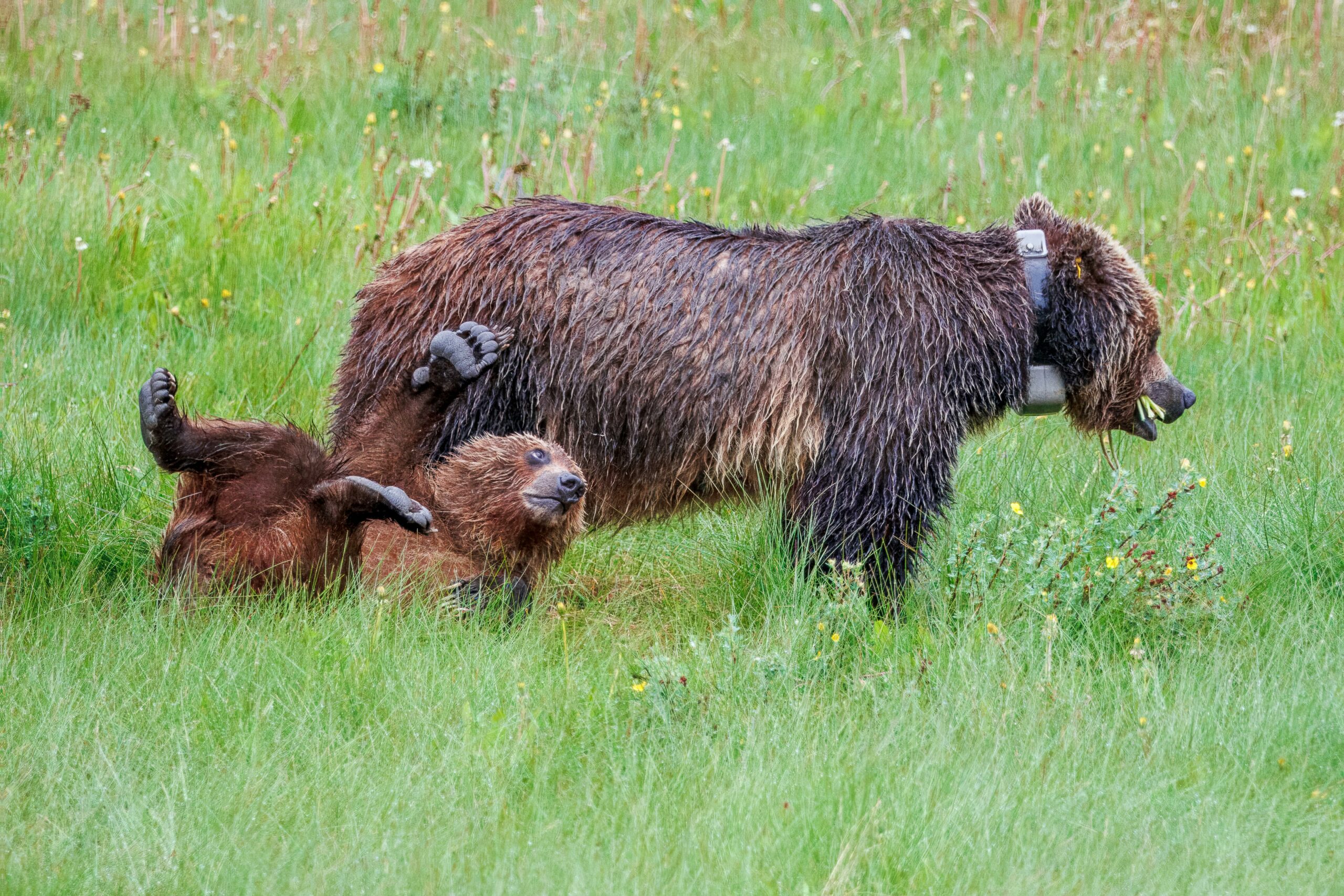 Verspielte Grizzlybären Im üppigen Grünen Feld