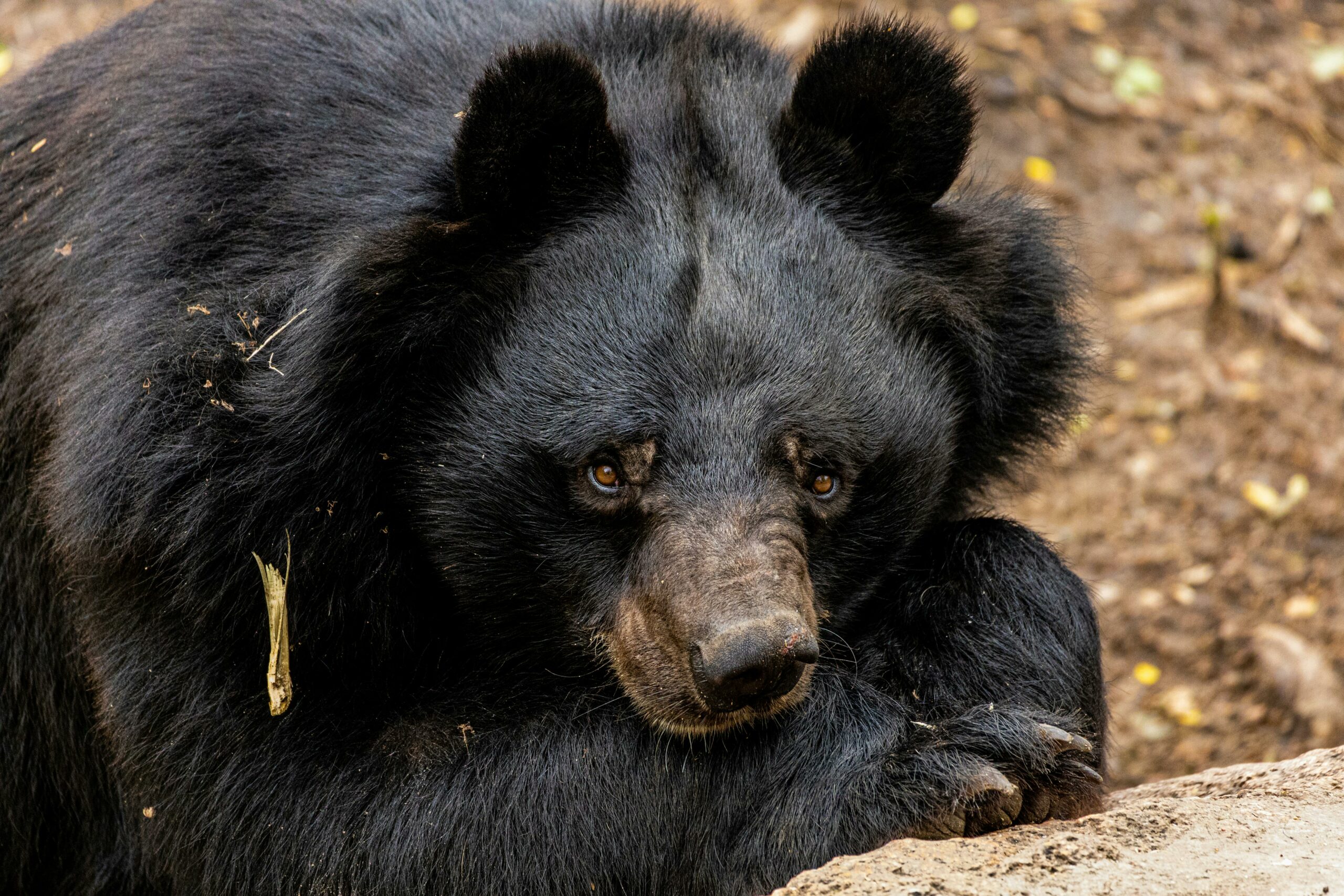 Nahaufnahme Eines Asiatischen Schwarzbären Ruhen