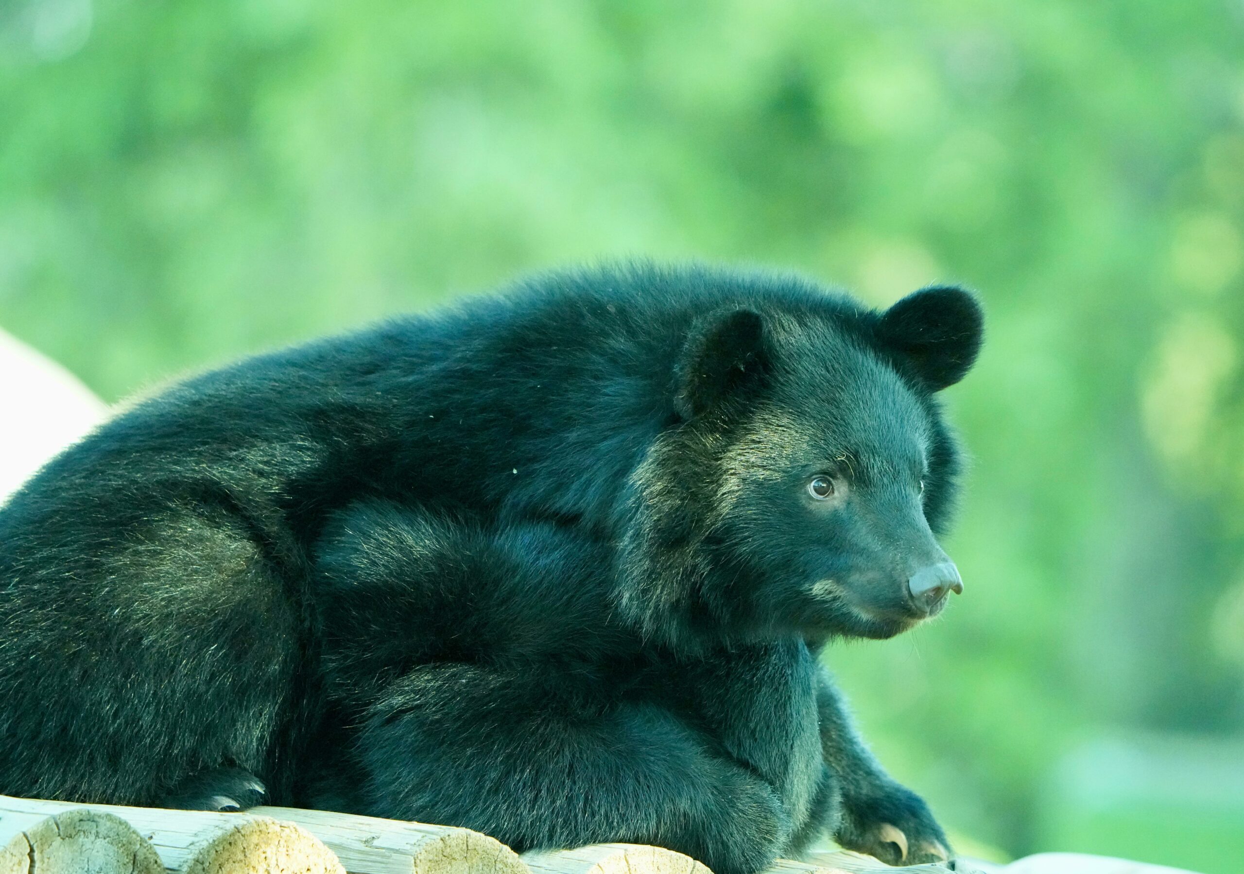 Amerikanischer Schwarzbär Ruht Auf Baumstamm Im Freien