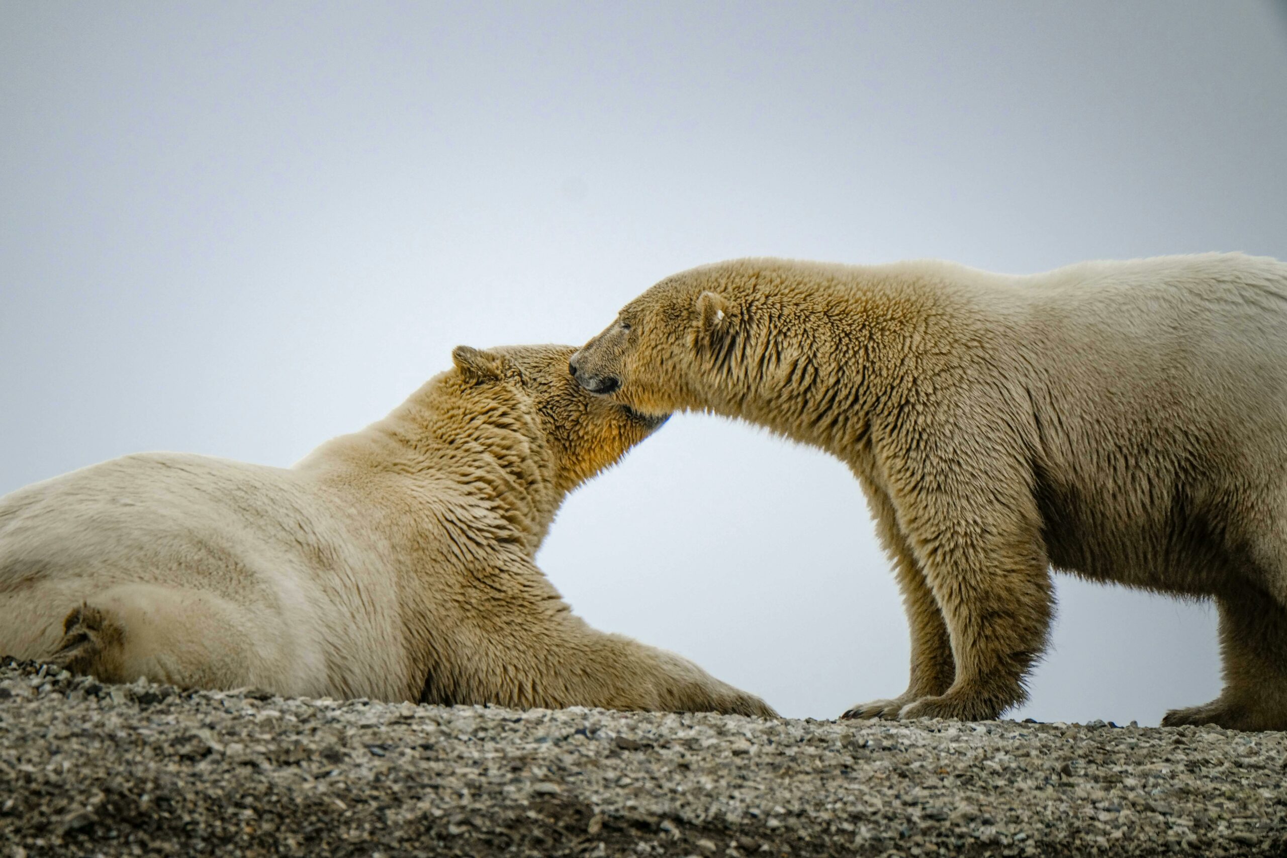Eisbären Kuscheln Sich Durch Arktisches Gelände