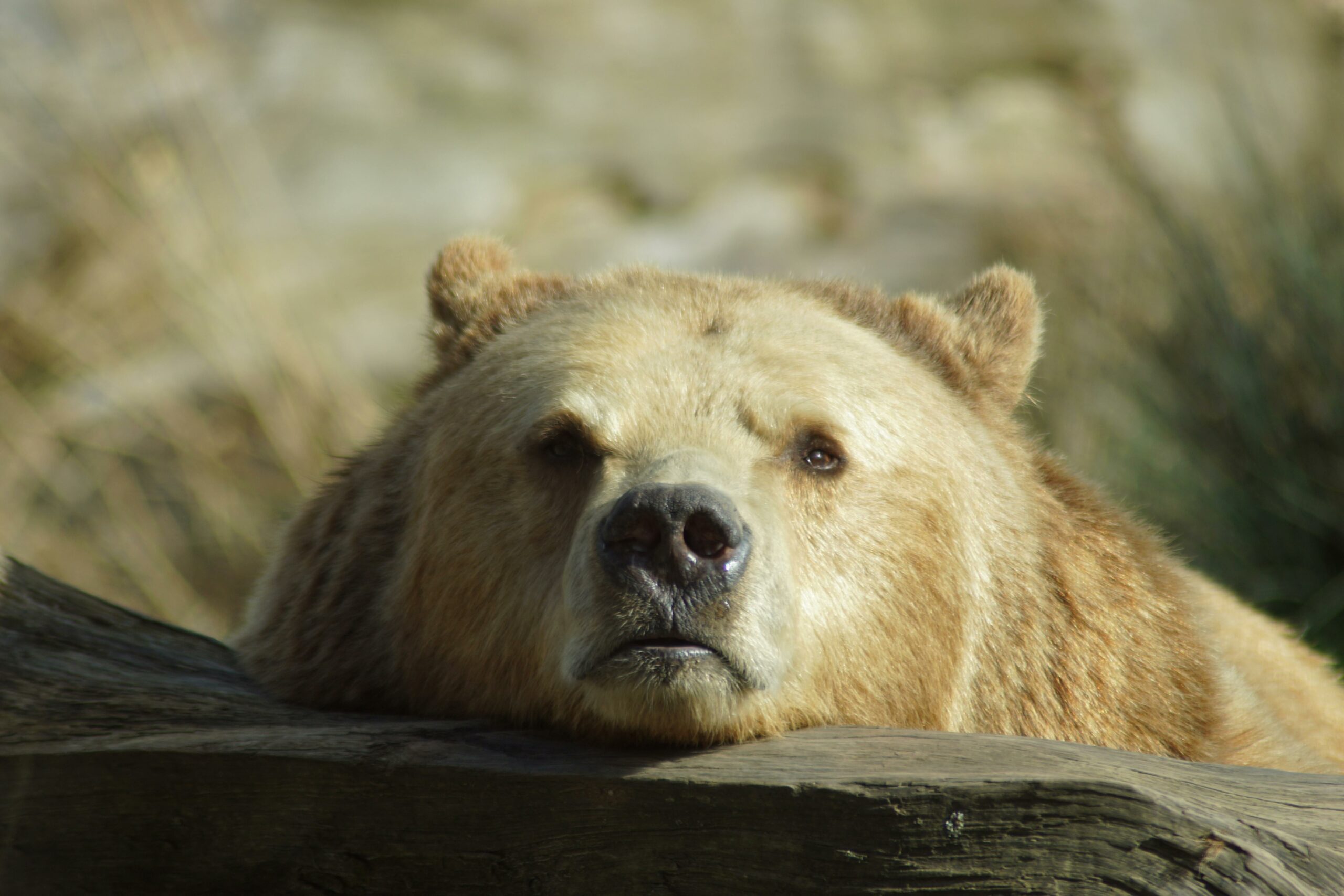 Kostenloses Stock Foto zu amerikanischer bär, artenschutz, augen