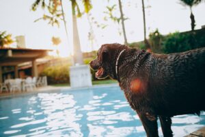 Mehr über den Artikel erfahren Wichtige Vorbereitung für Reisen mit Hunden