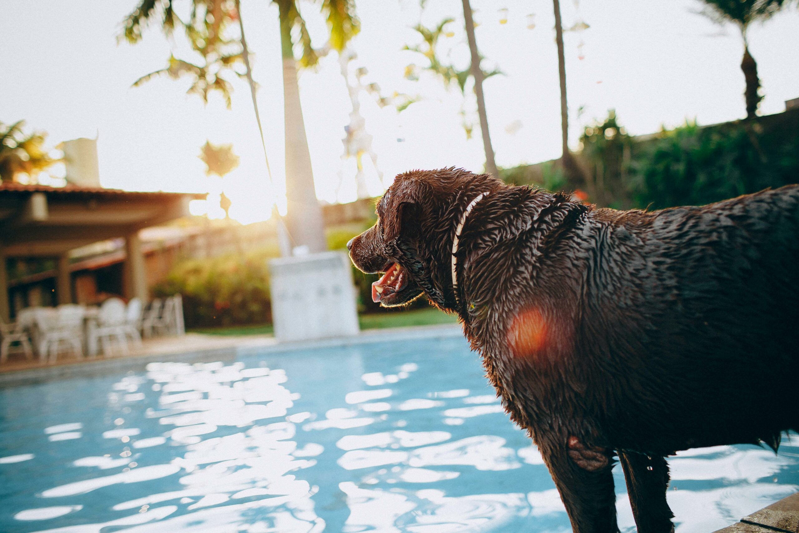 Mehr über den Artikel erfahren Wichtige Vorbereitung für Reisen mit Hunden