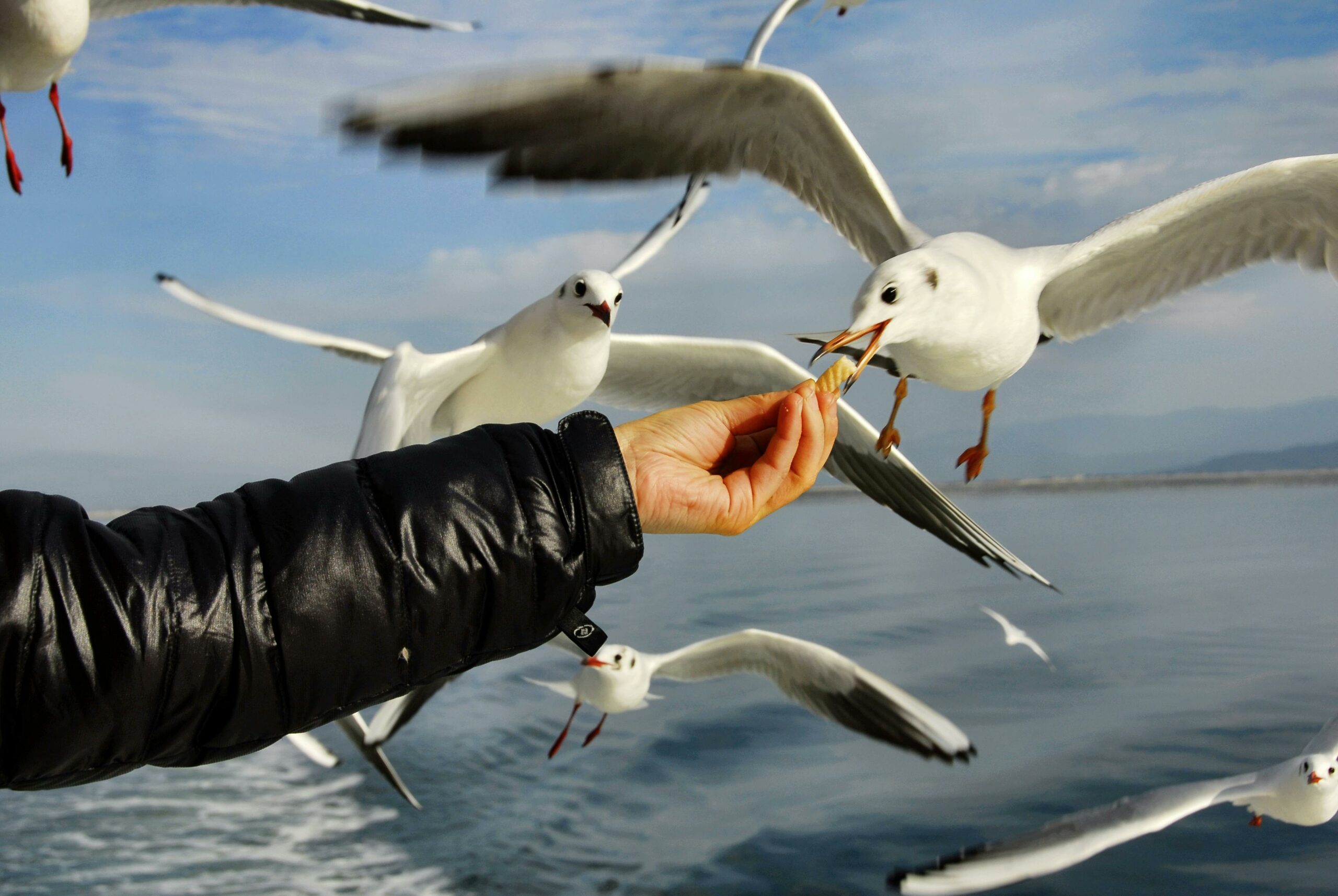 Nicht Erkennbarer Mann, Der Möwen Nahe Ozean Unter Himmel Füttert
