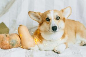 Mehr über den Artikel erfahren Wasser für vier Pfoten: Die Wichtigkeit von Hundewasserflaschenspendern im Urlaub