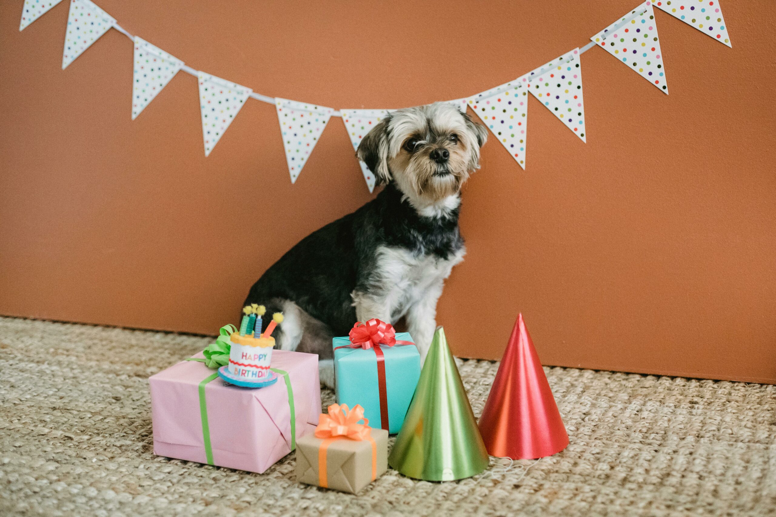 Netter Hund, Umgeben Von Geschenkboxen