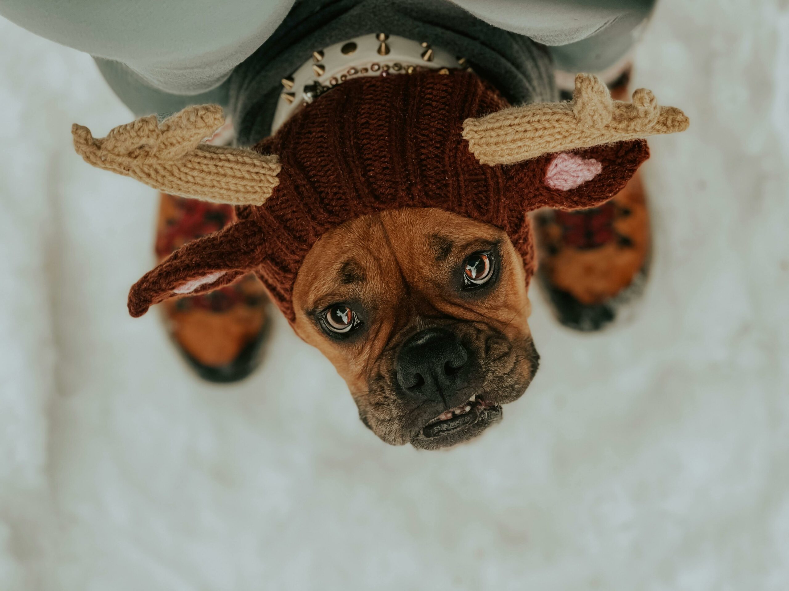 Kostenloses Stock Foto zu amerikanischer boxer, ausdruck, bezaubernd