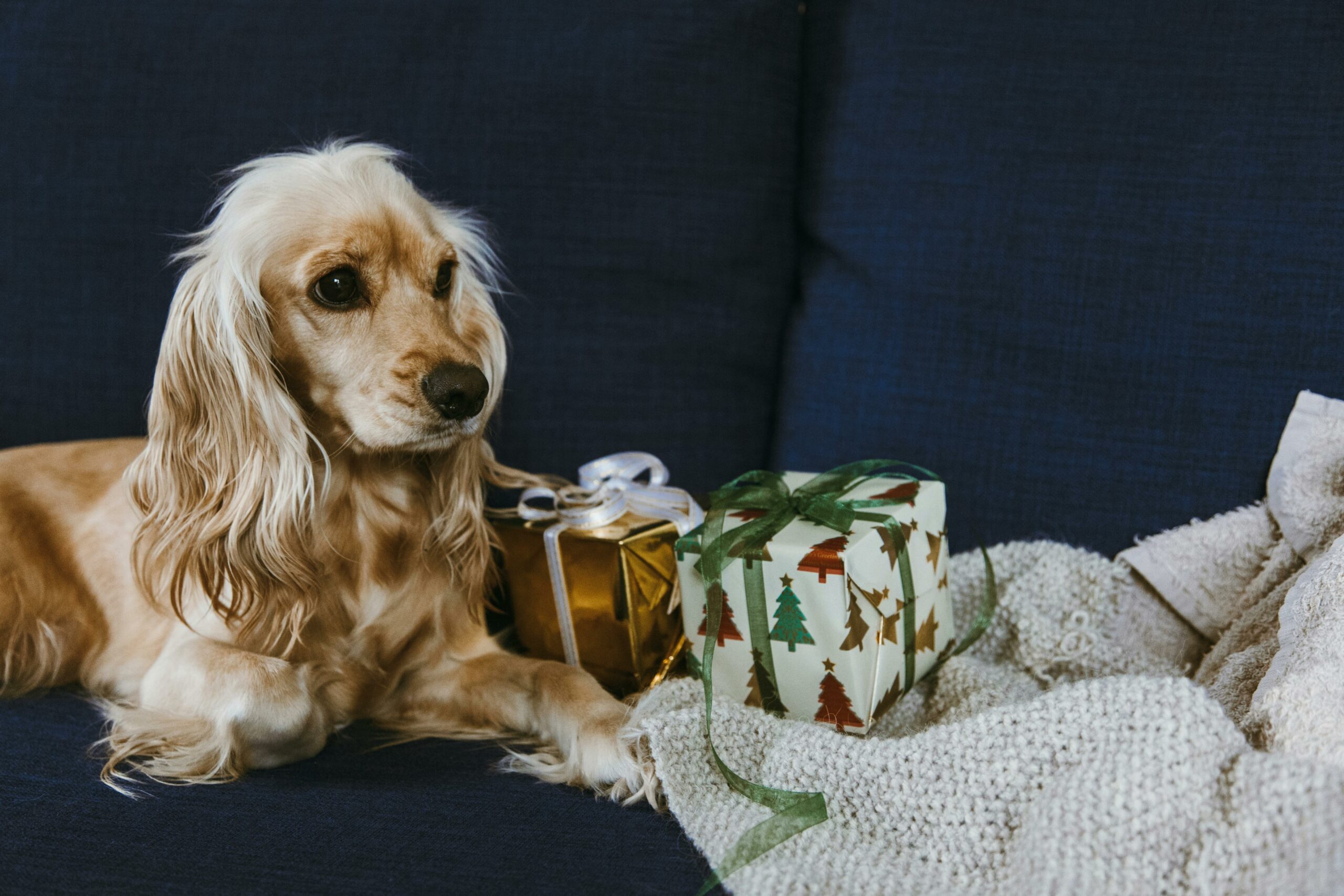Mehr über den Artikel erfahren Hundestrände: Das perfekte Urlaubsziel für Hundebesitzer