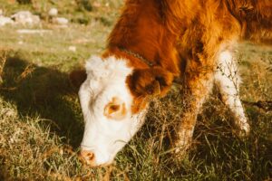Mehr über den Artikel erfahren Futterallergien bei Haustieren: Ursachen und Symptome