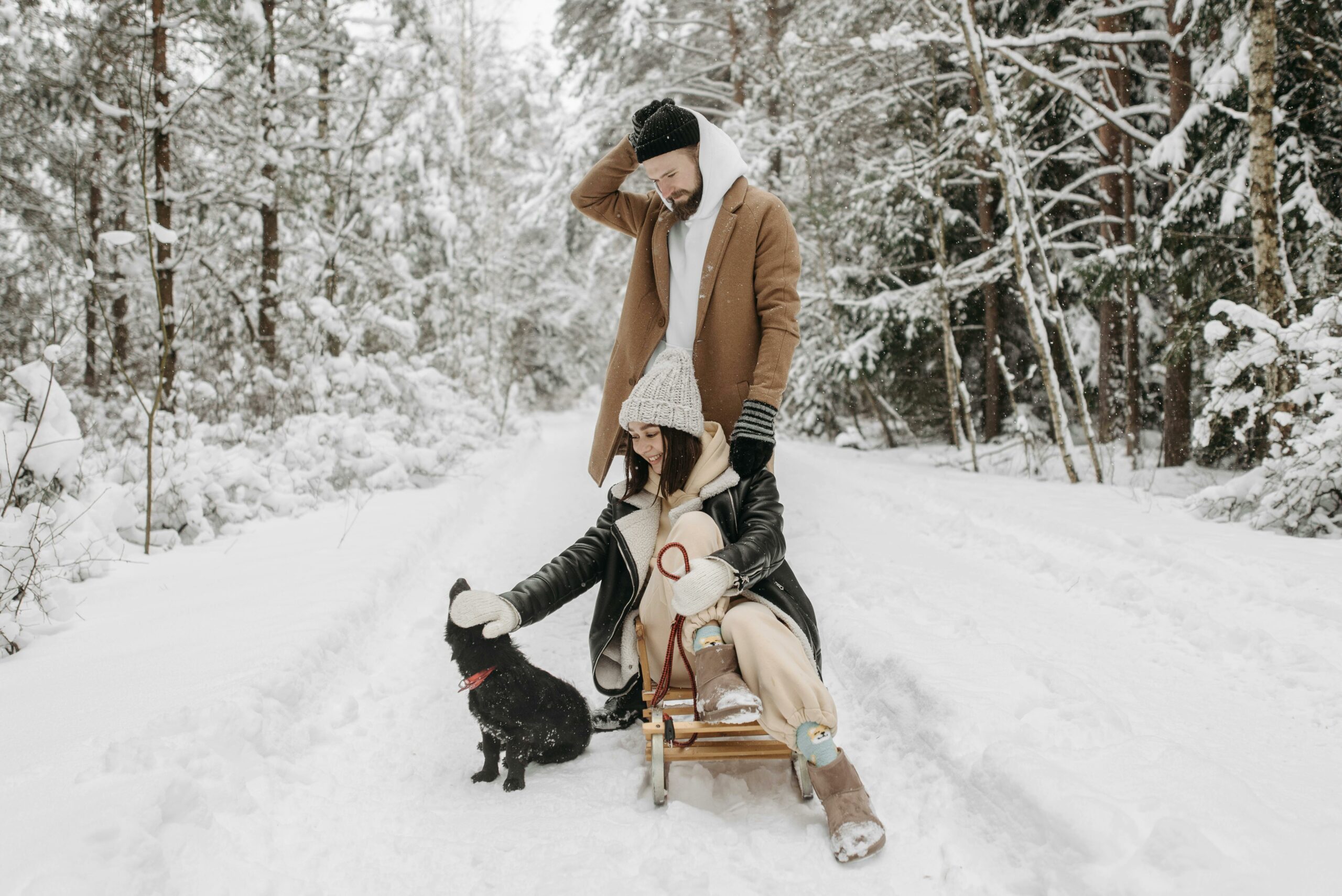 Kostenloses Stock Foto zu einfrieren, haustier, hund
