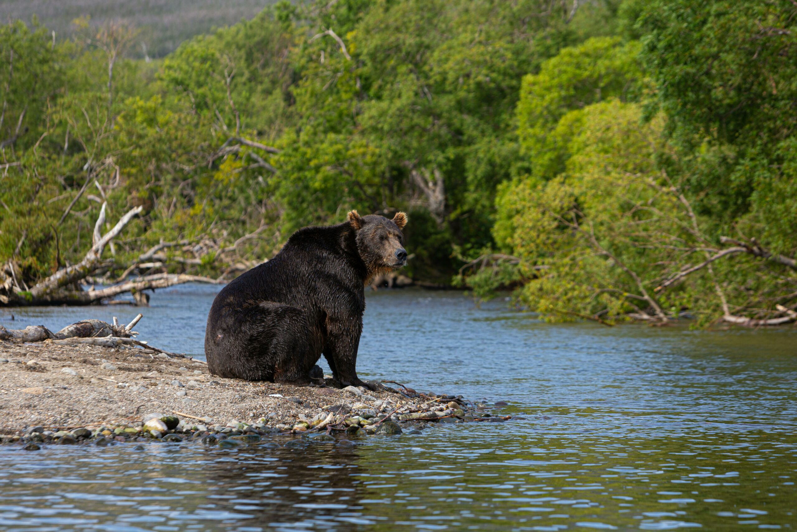Kostenloses Stock Foto zu alaskan bär, anlieger, bär