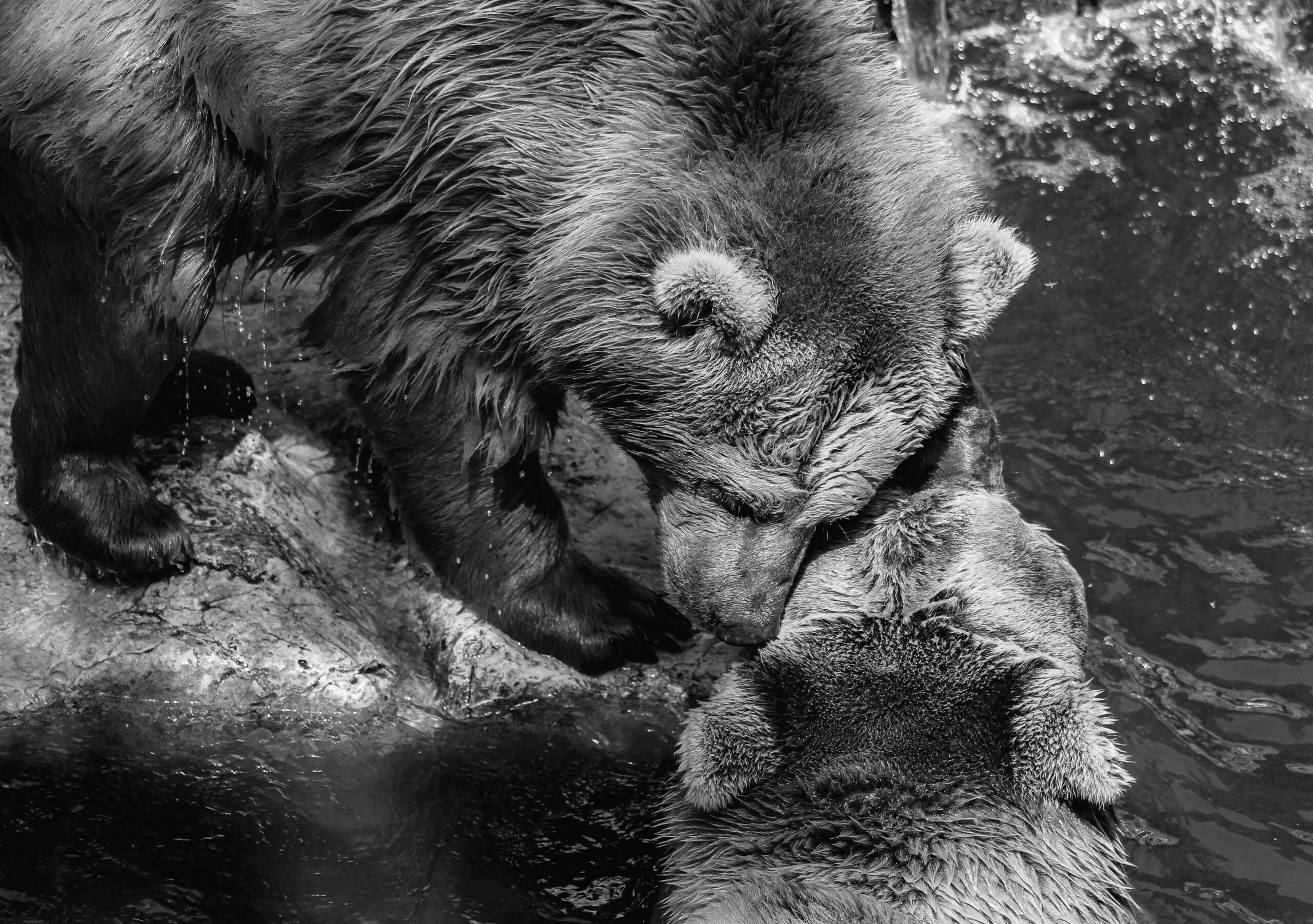 Kostenloses Stock Foto zu alaska, amerikanische tierwelt, artenschutz