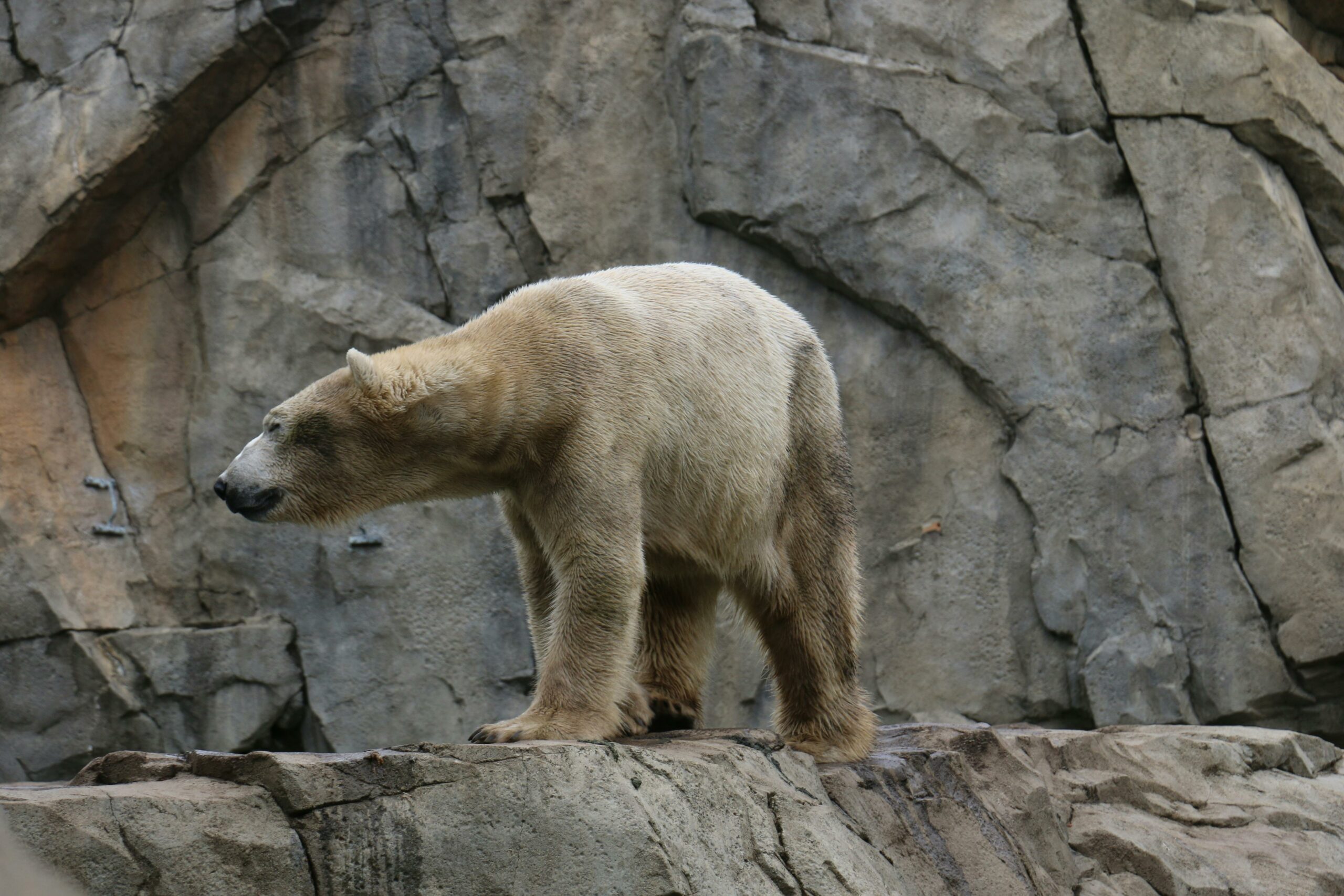 Kostenloses Stock Foto zu arktis, arktischer bär, arktisches säugetier