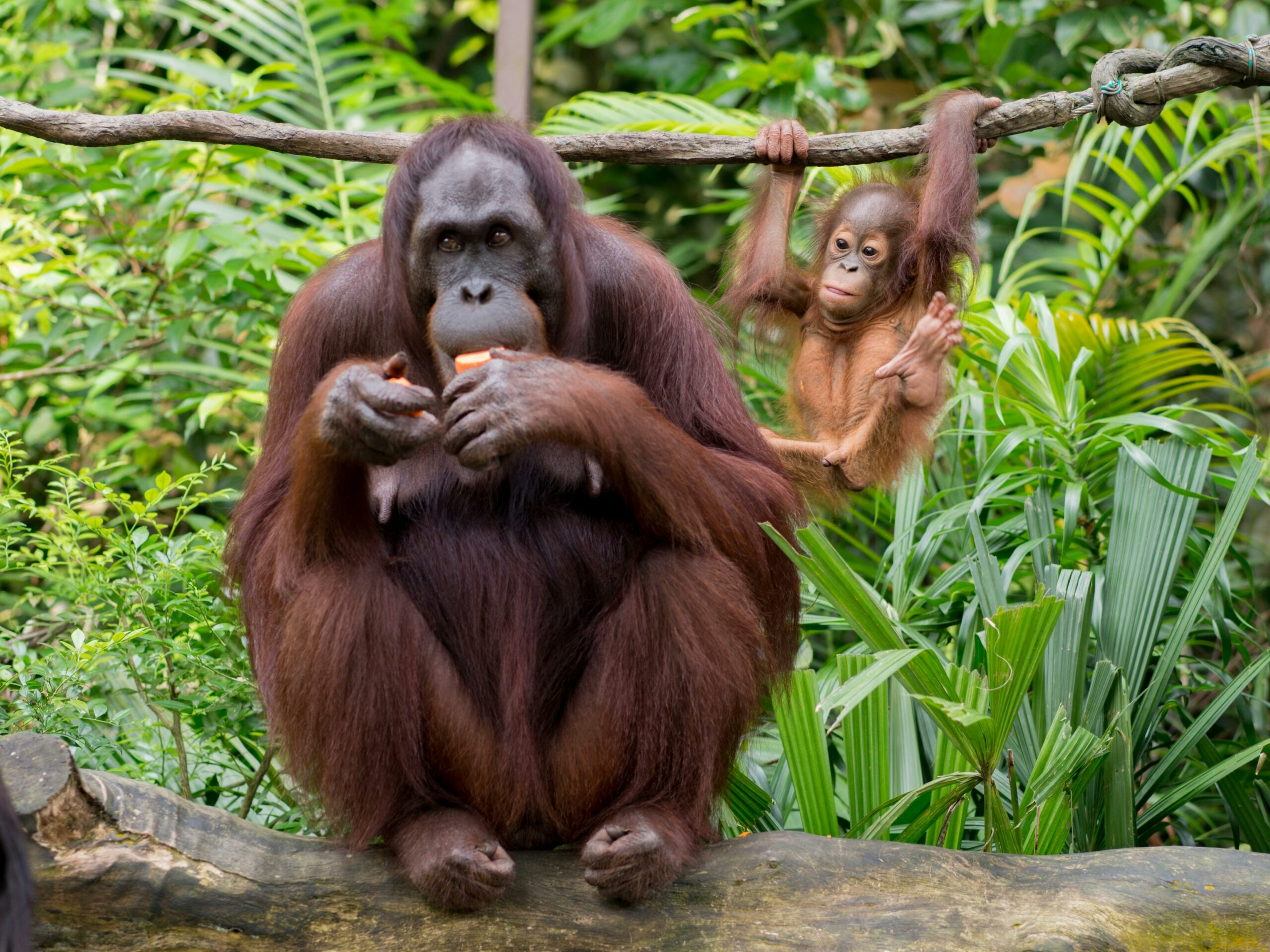 Kostenloses Stock Foto zu affe, asien, baby