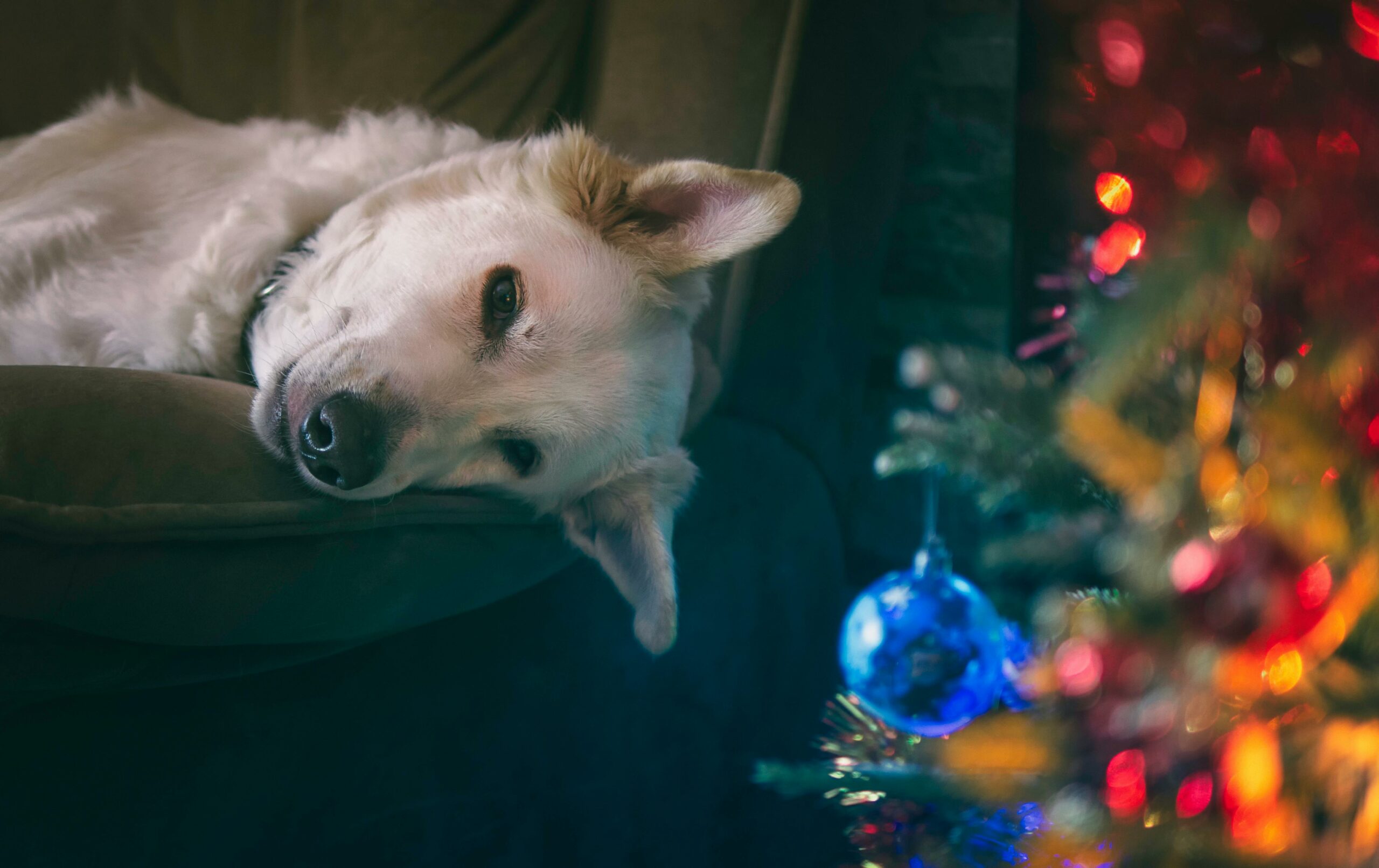 Weißer Hund