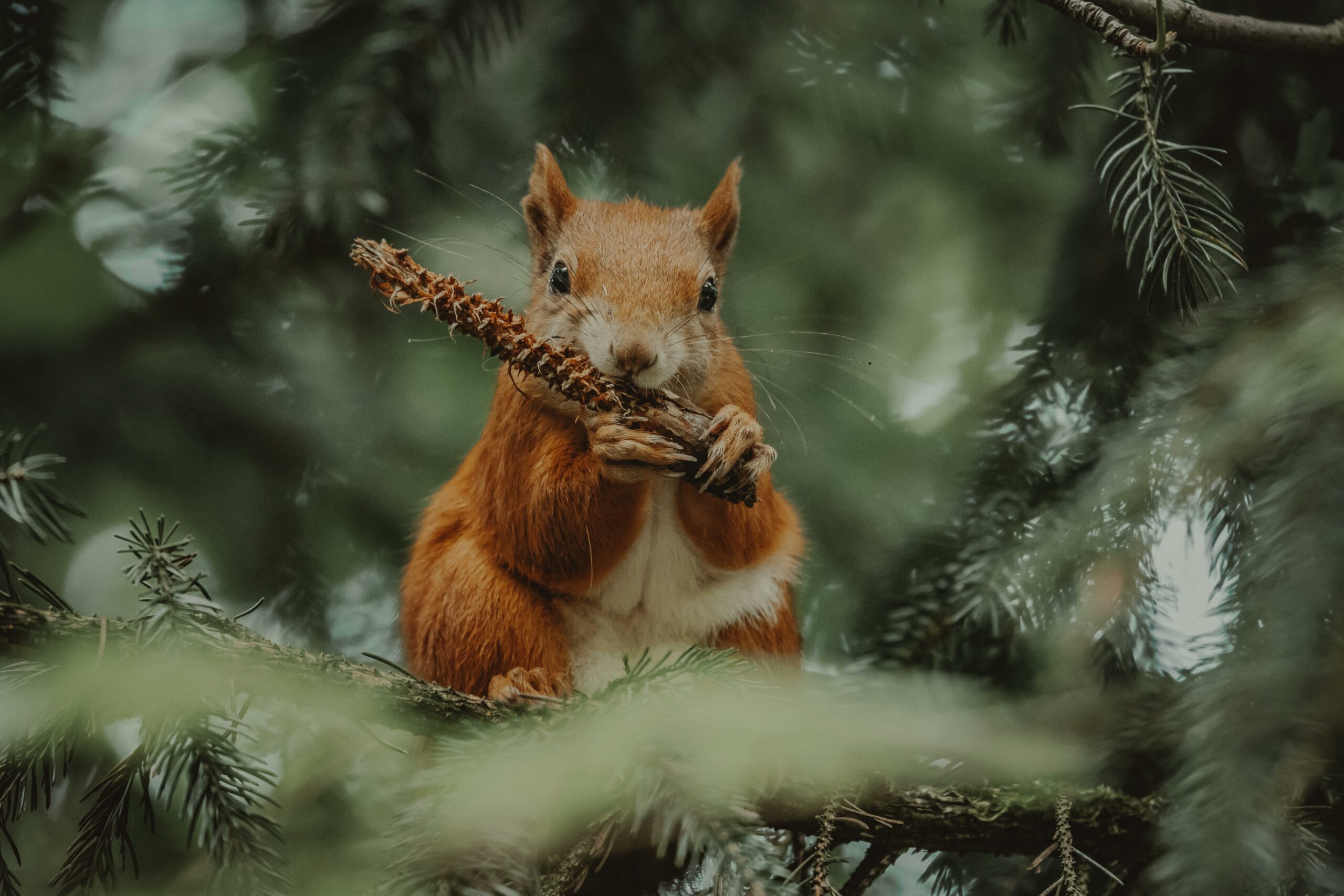 Kostenloses Stock Foto zu ast, aufmerksam, baum